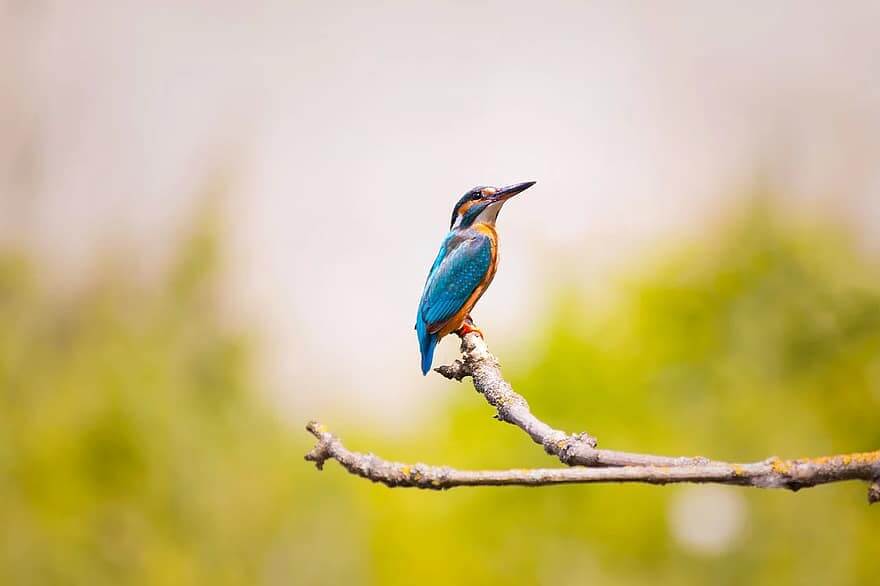 Alle vogels tellen weer mee dit weekend