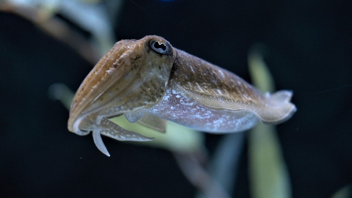 Chinese inktvissenvloot vist kust van Argentinië leeg