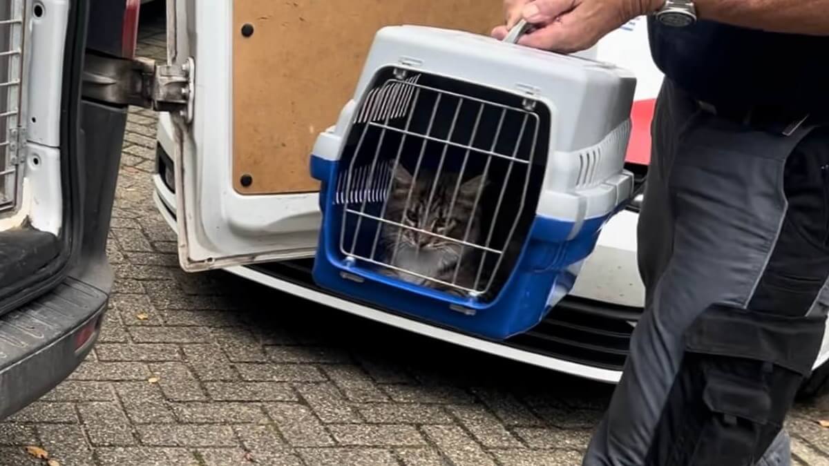 Inbeslagname bij kattenfokster met houdverbod