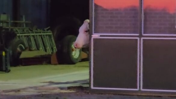 Kalfjes dood door stalbrand in Markelo