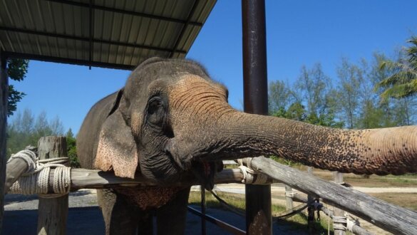 Indonesië verbiedt olifantenritten voor toeristen