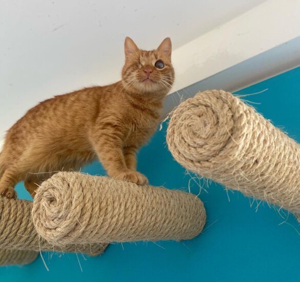 Arc Animal Sanctuary op Lefkas volledig verwoest door storm