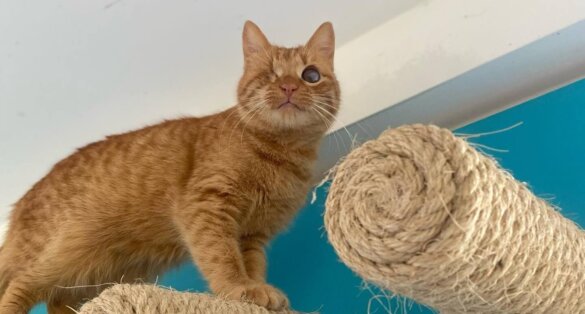 Arc Animal Sanctuary op Lefkas volledig verwoest door storm