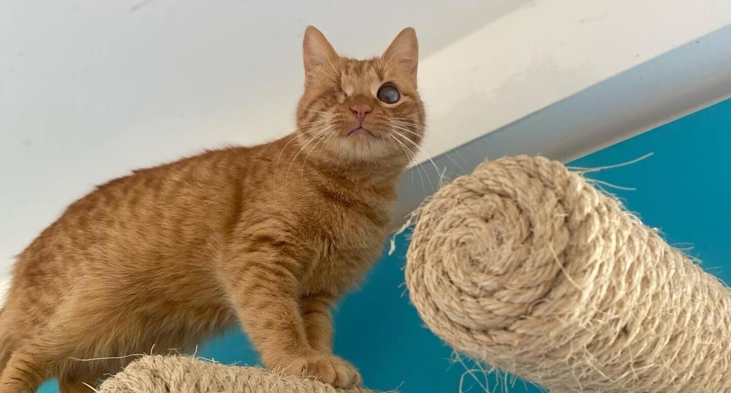 Arc Animal Sanctuary op Lefkas volledig verwoest door storm