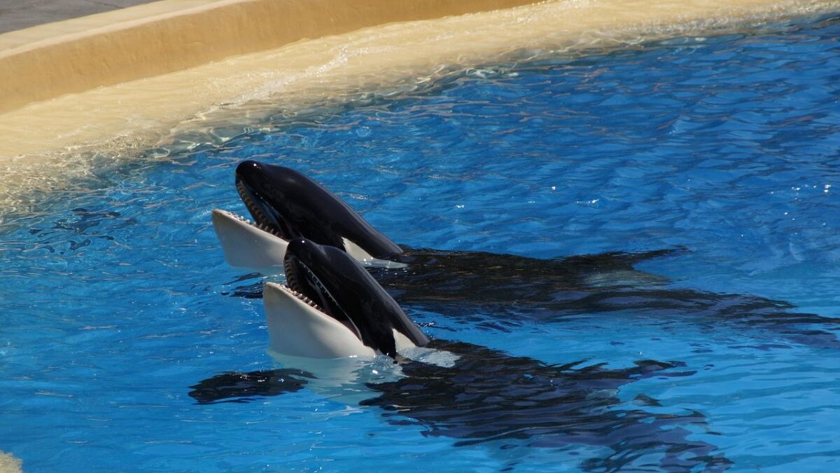 Orka´s van Marineland in Frankrijk mogelijk naar SeaWorld