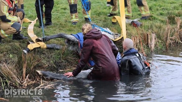 Te water geraakt paard uit sloot gered