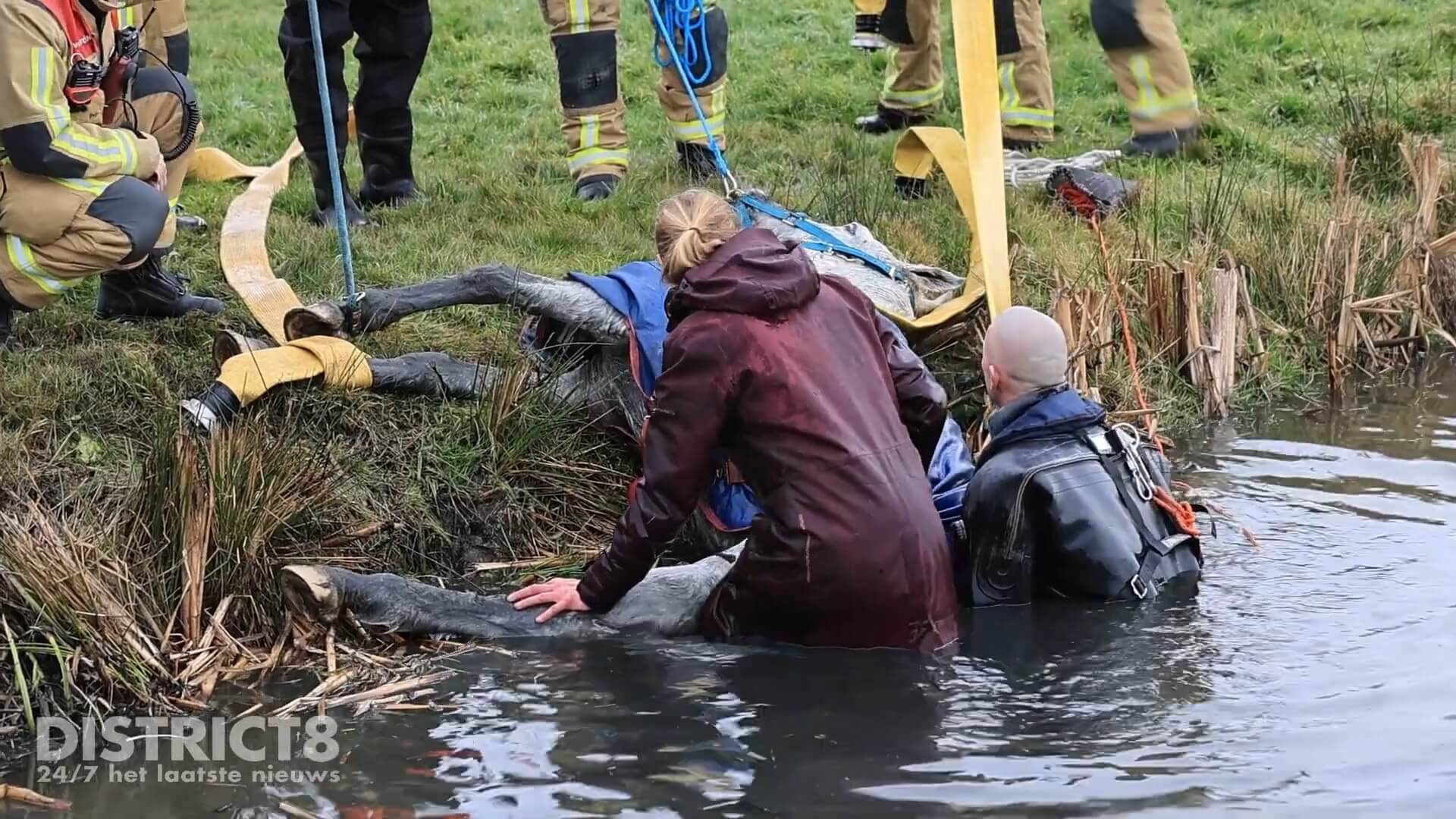 Te water geraakt paard uit sloot gered