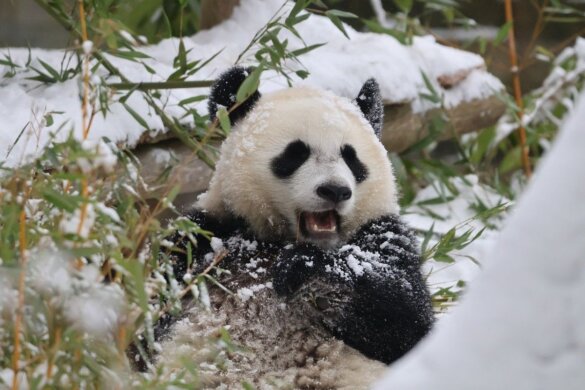 Hoe natuurbescherming reuzenpanda's van uitsterven redde