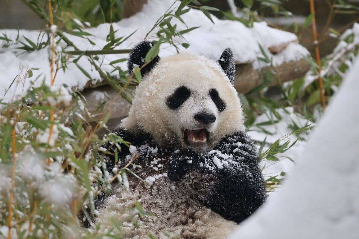 Hoe natuurbescherming reuzenpanda's van uitsterven redde
