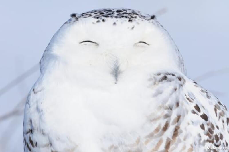 snowy owl
