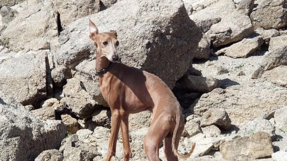 Protestmarsen in Europa voor Spaanse jachthonden