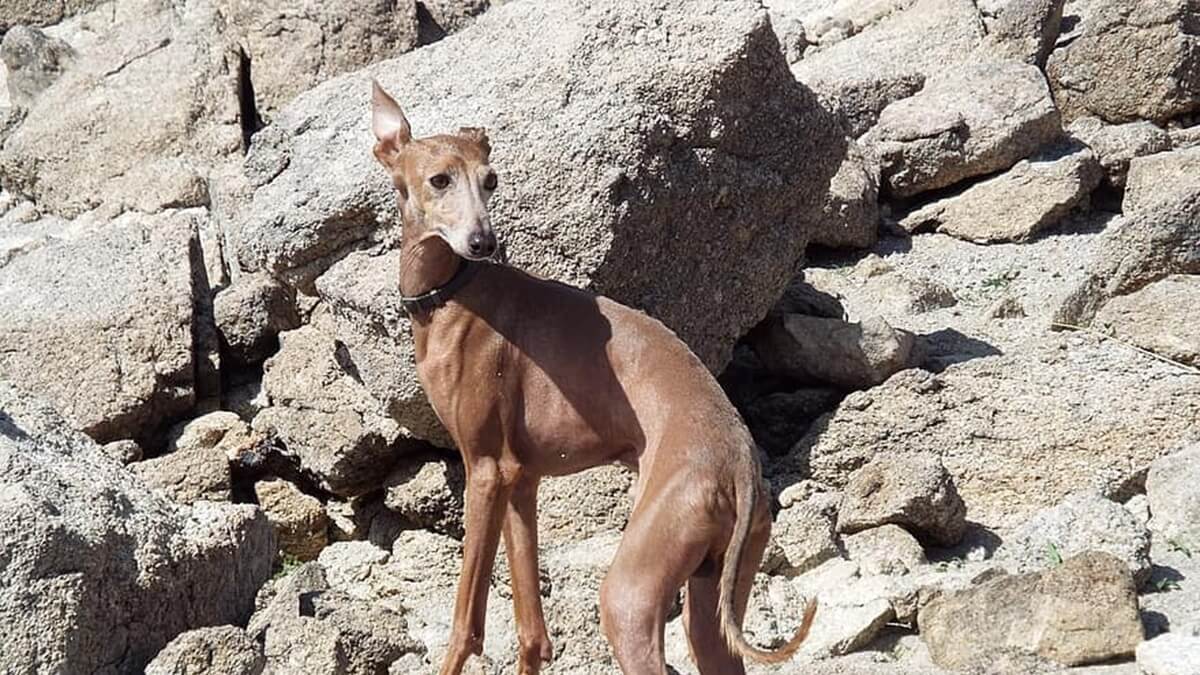 Protestmarsen in Europa voor Spaanse jachthonden