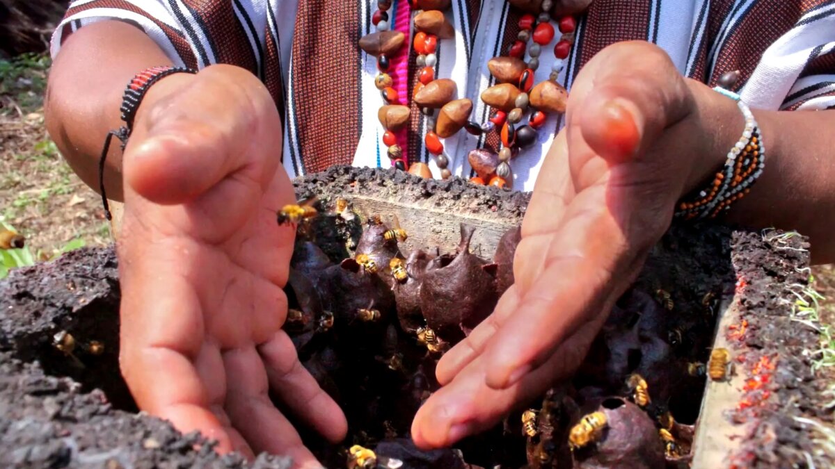 Steekloze bijen in Peru krijgen wettelijk bestaansrecht