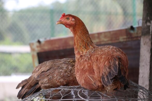 400 dieren gered van straatverkoop in Colombia