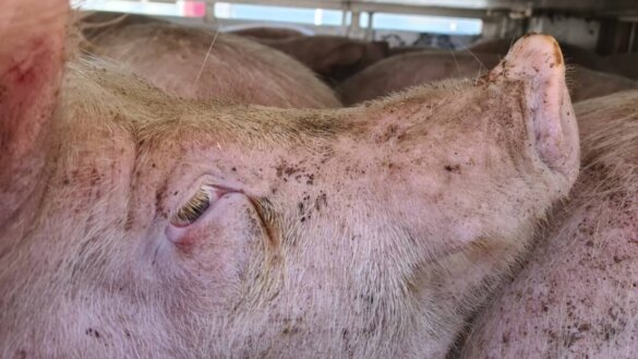 EU-burgers willen betere bescherming dieren op transport