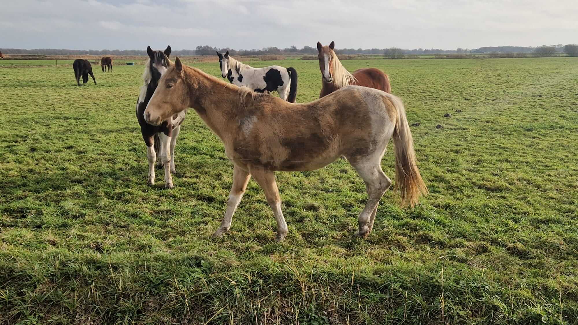Wolvenaanvallen op onbeschermde paarden als verdienmodel?