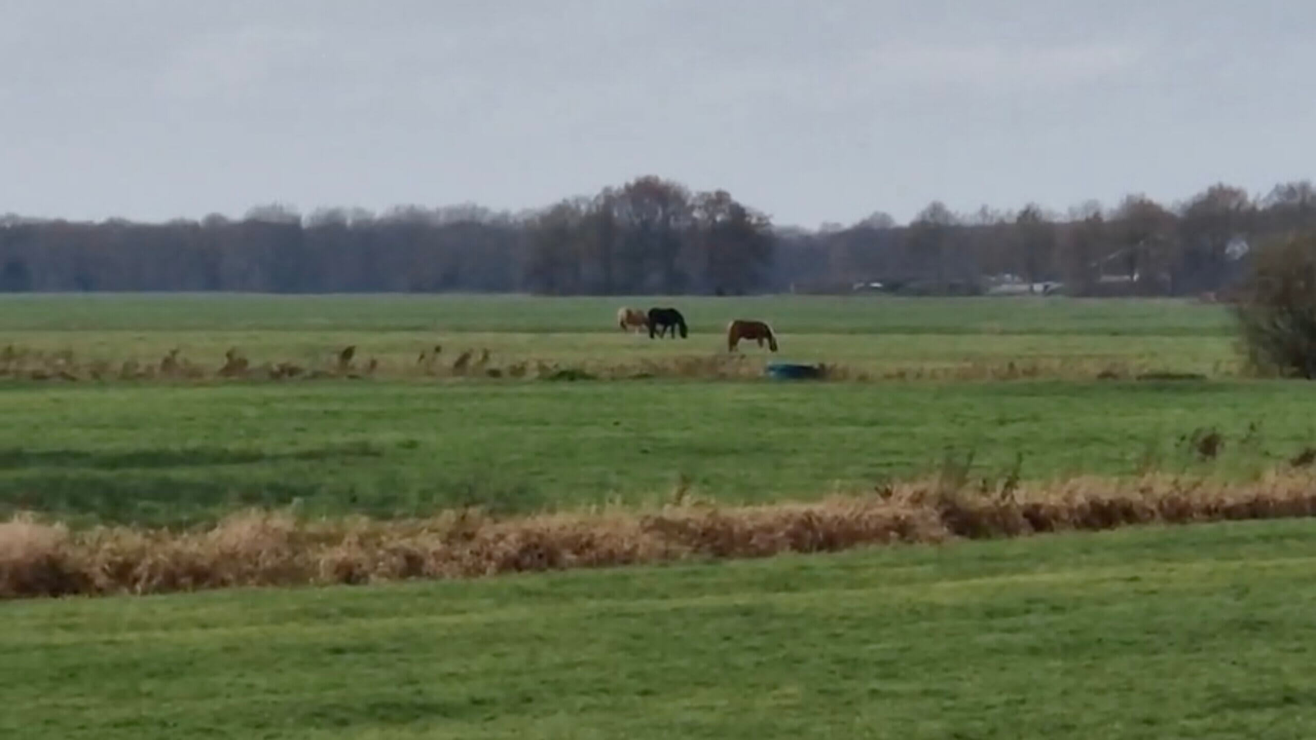 Wolvenaanvallen op onbeschermde pony's als verdienmodel?