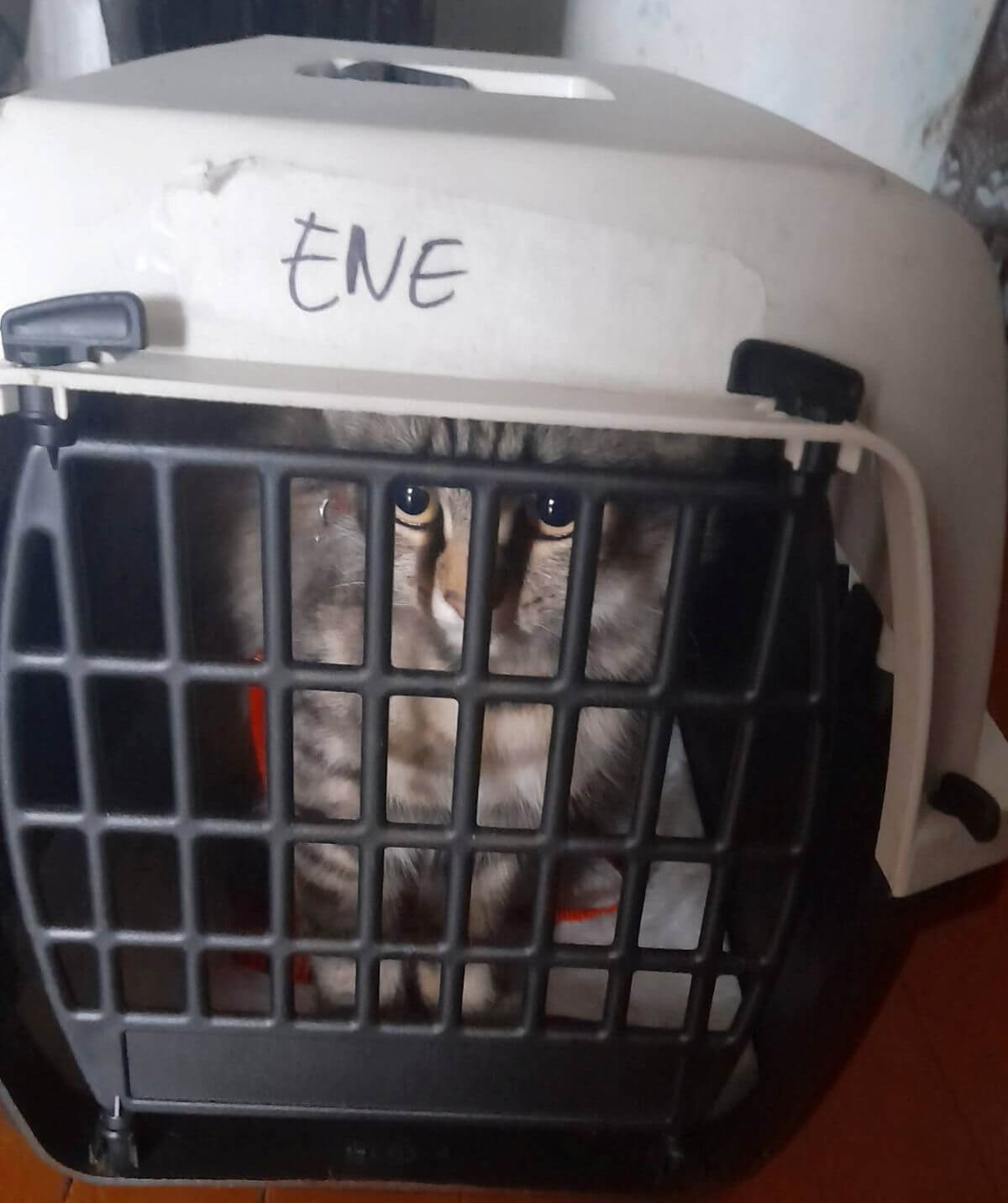 Deze kat is door militairen gered en wacht op zorg van Ene Berdyeva 