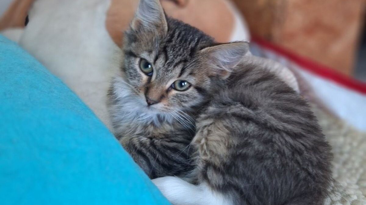 Reparatie bevroren waterleidingen redt 300 dieren in Oekraïne