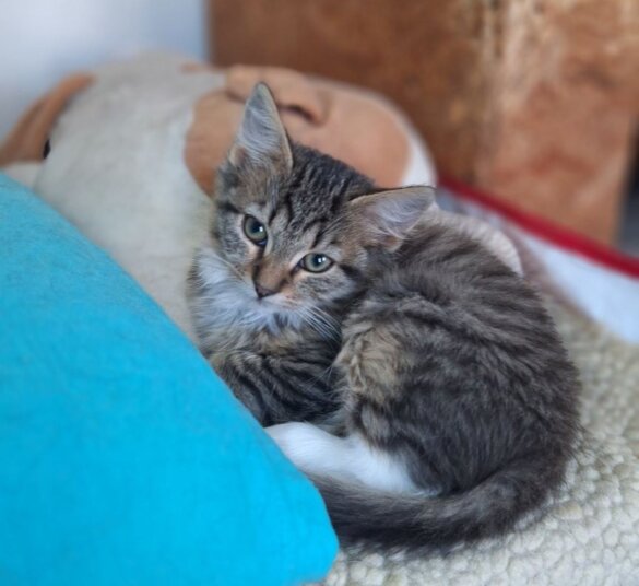 Reparatie bevroren waterleidingen redt 300 dieren in Oekraïne