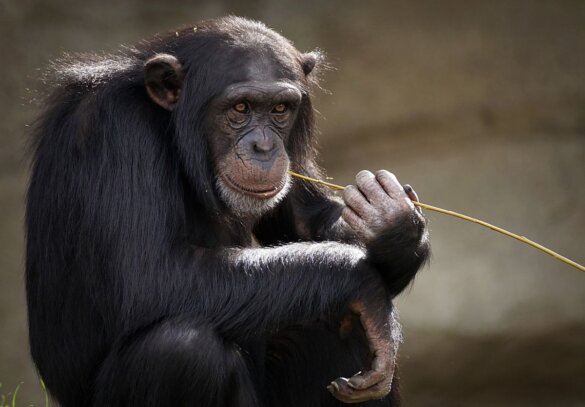 Chimpansees lossen dilemma beter op in tolerantere groepen