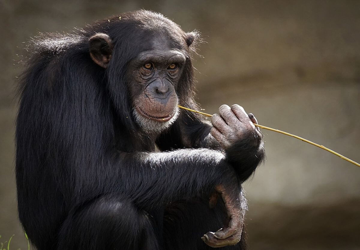 Chimpansees lossen dilemma beter op in tolerantere groepen