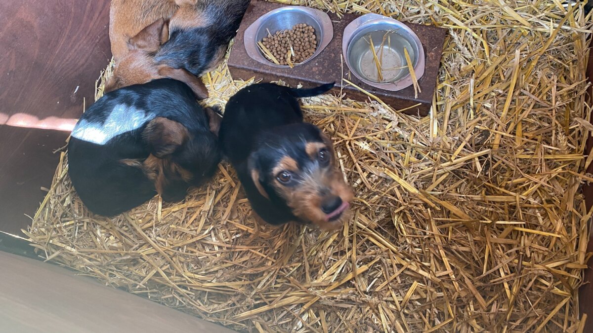 Dwangsommen tegen Bert’s Animal Verhuur terecht opgelegd