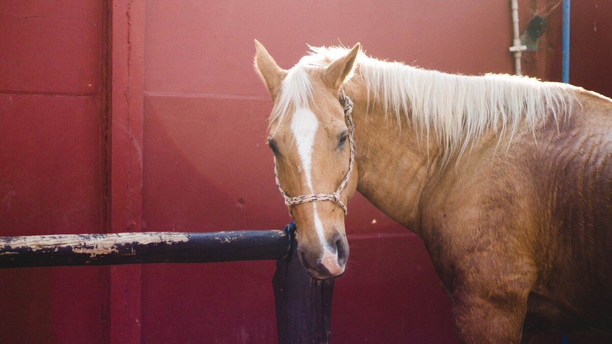 Eenzame hengsten ervaren veel stress