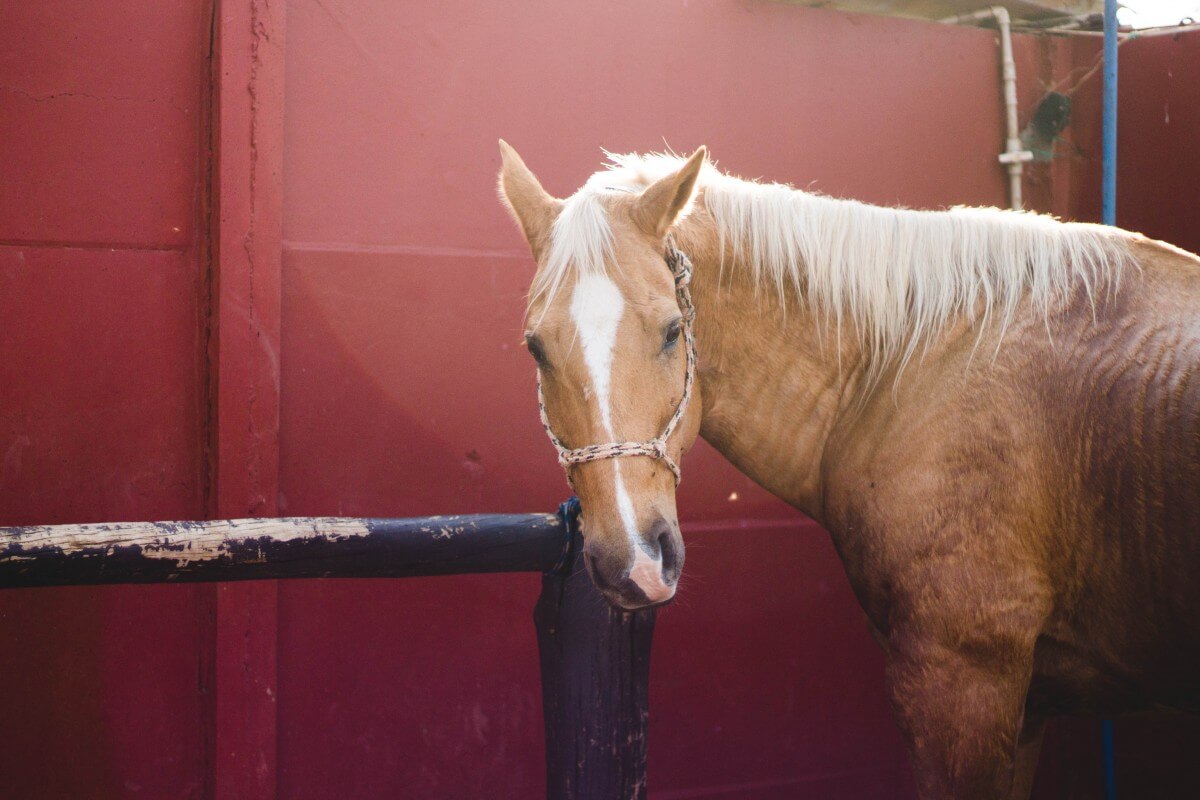 Eenzame hengsten ervaren veel stress