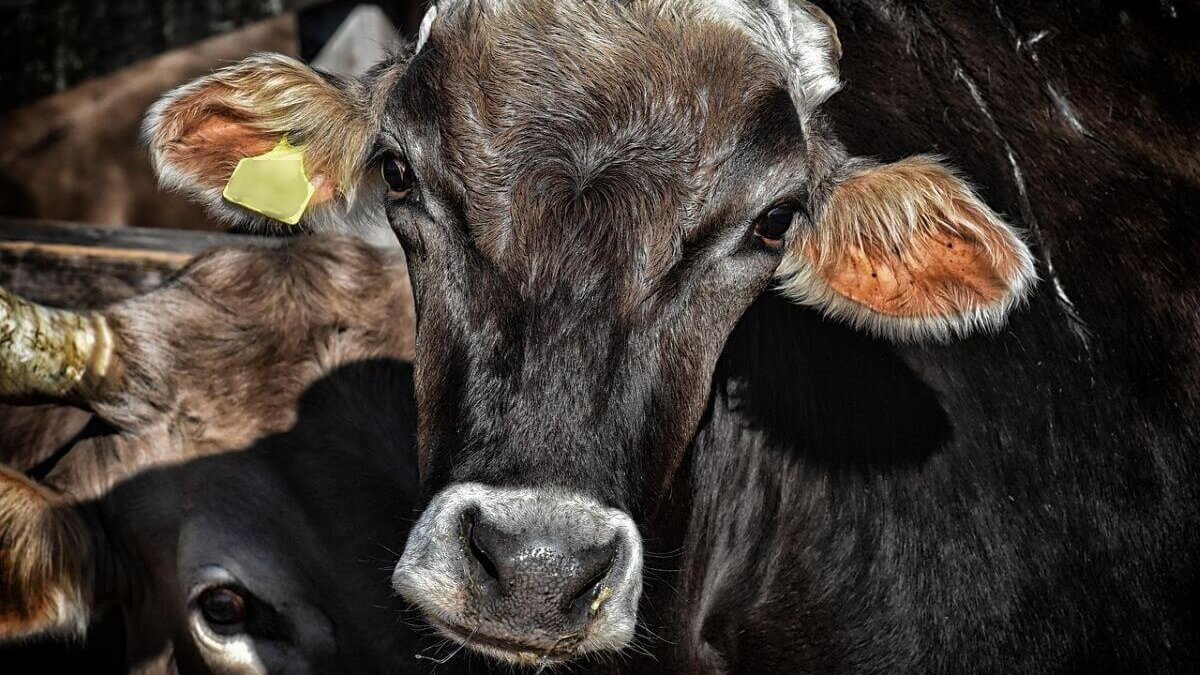 EU-burgers bezorgd over het welzijn van vee tijdens transport