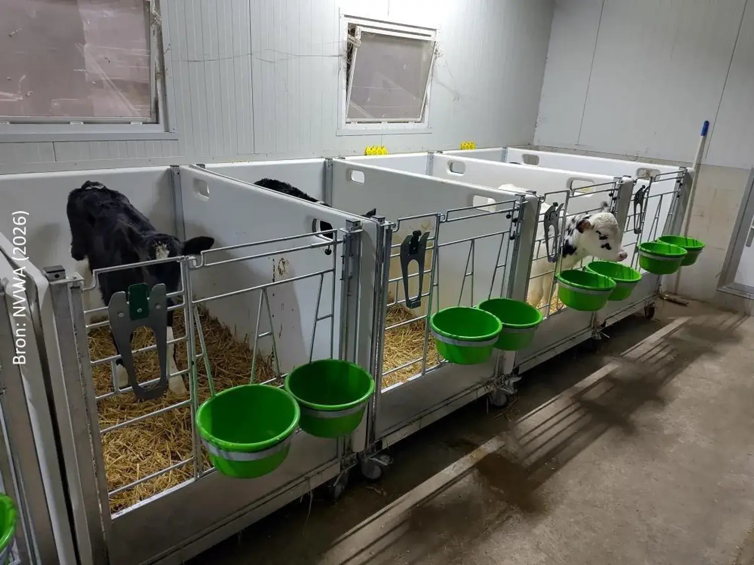 Tv-boeren ontlopen straf voor isoleren kalfjes