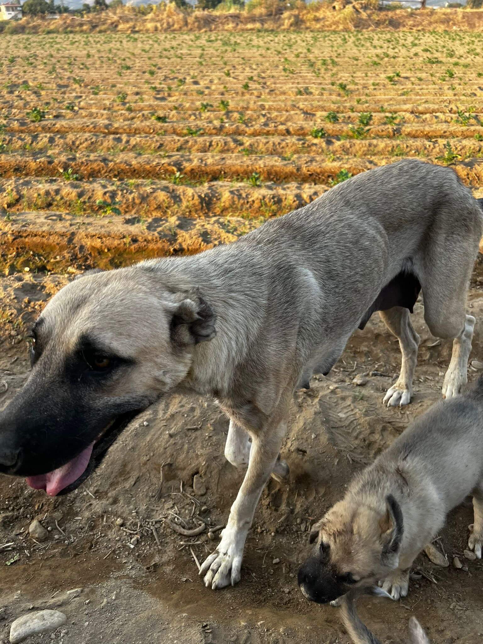 Güçlu met één van haar pups 
