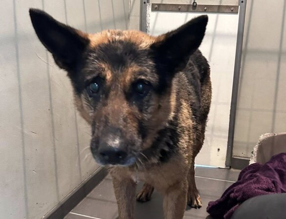 Hond gered van A28 bij Harderwijk, eigenaar gezocht