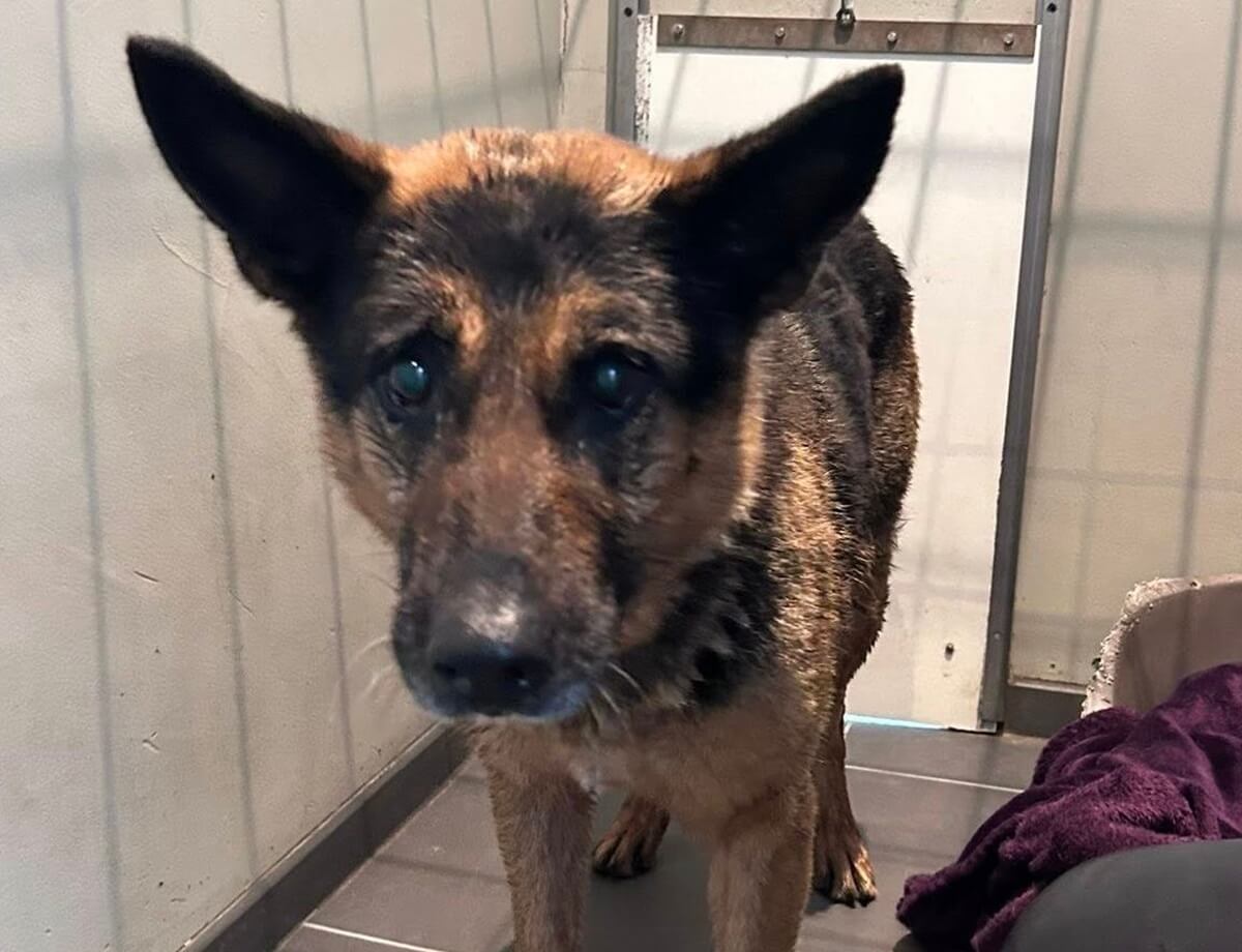 Hond gered van A28 bij Harderwijk, eigenaar gezocht