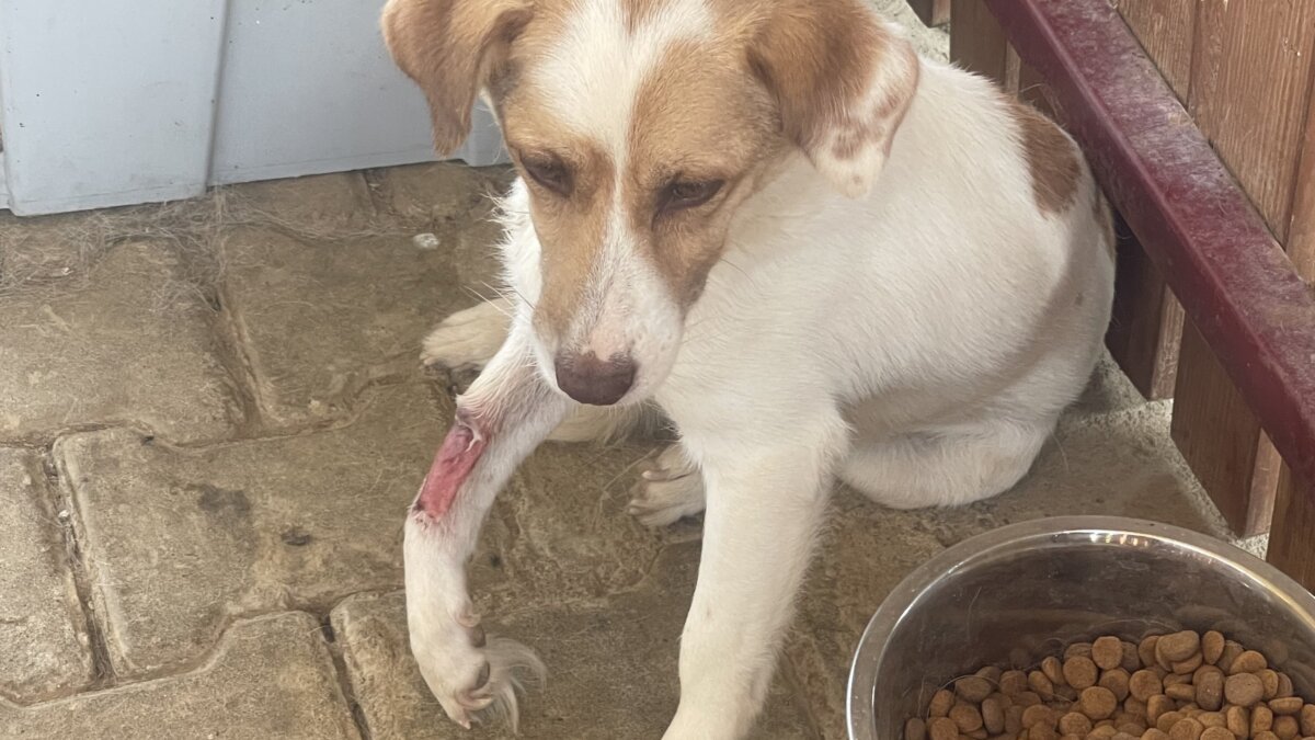 Massacre Law: honden in Turkije hebben dringend hulp nodig