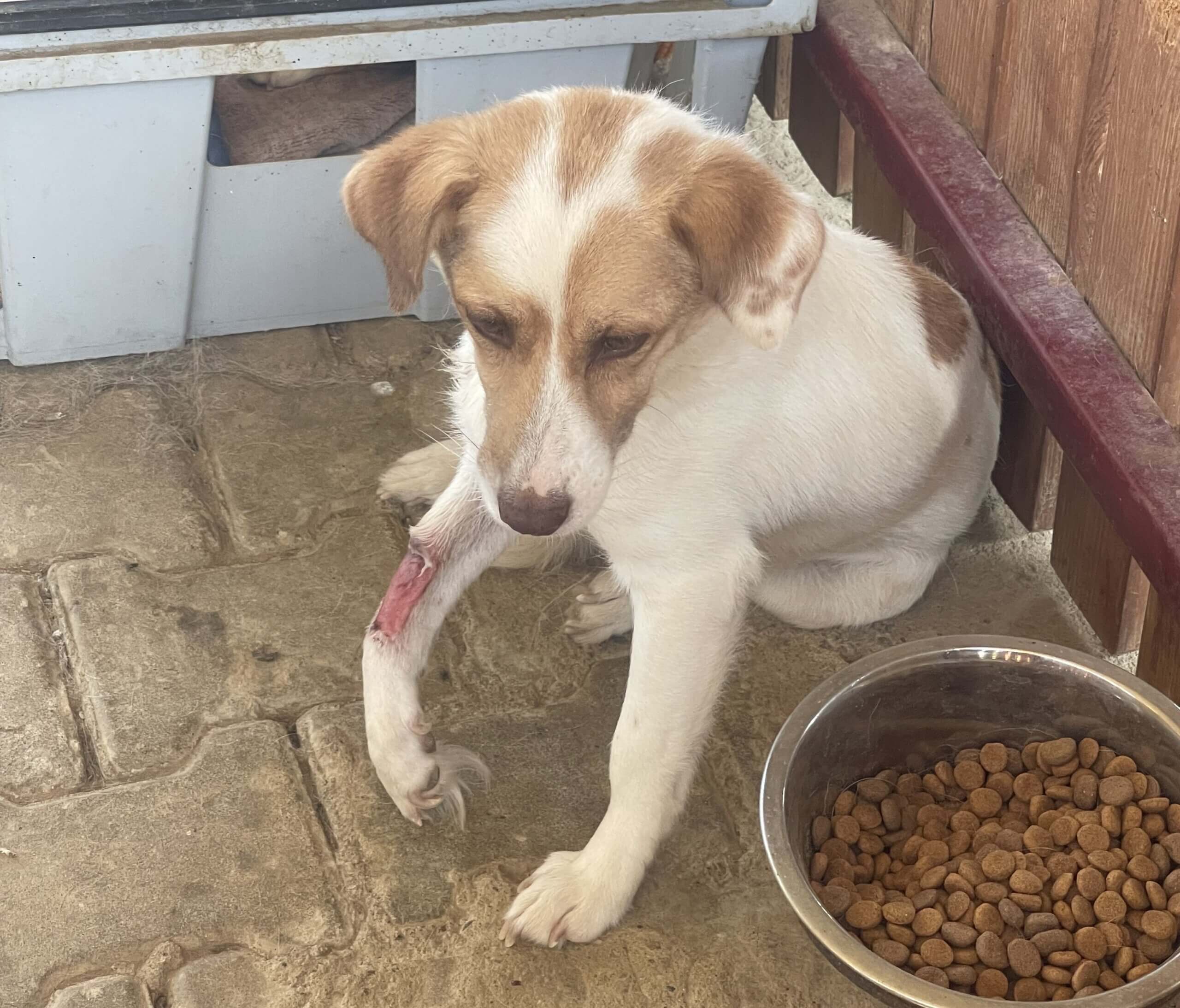 Massacre Law: honden in Turkije hebben dringend hulp nodig