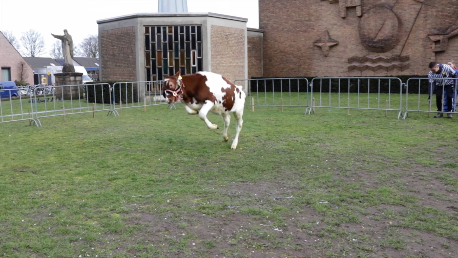 Waar schijt het kalf in Overloon?