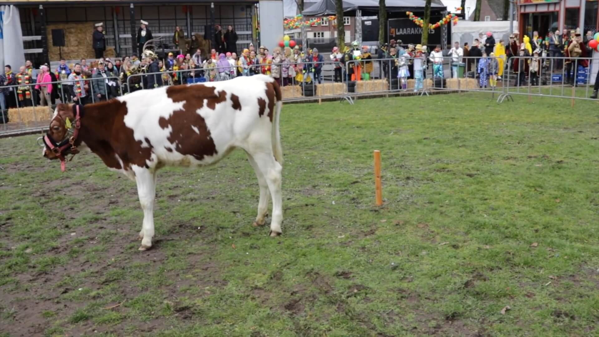 Waar schijt het kalf in Overloon?