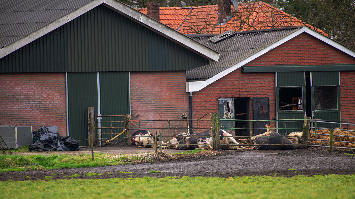 Koeien omgekomen bij stalbrand in Heelweg