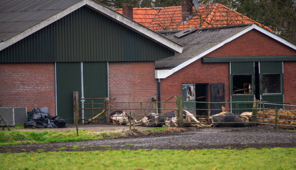Koeien omgekomen bij stalbrand in Heelweg