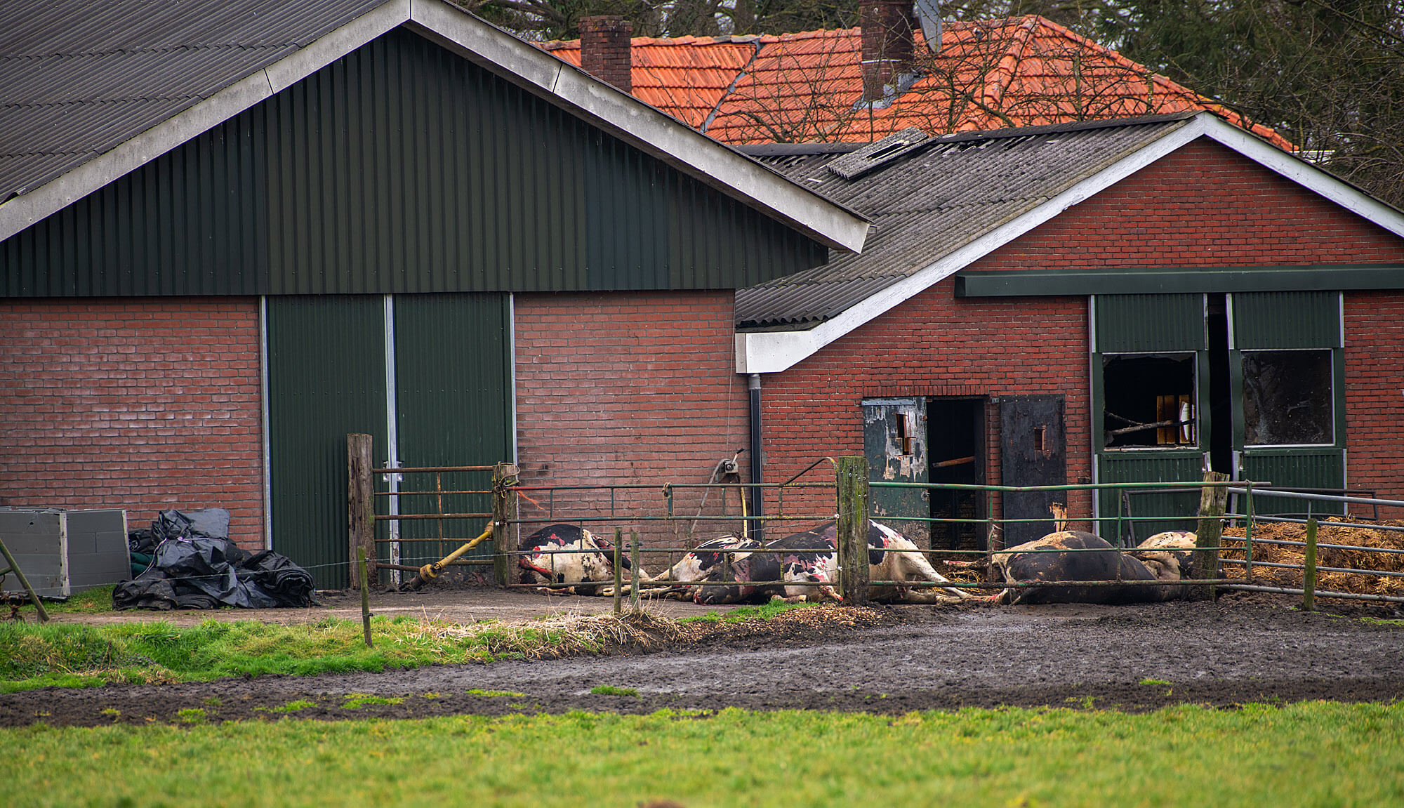 Koeien omgekomen bij stalbrand in Heelweg