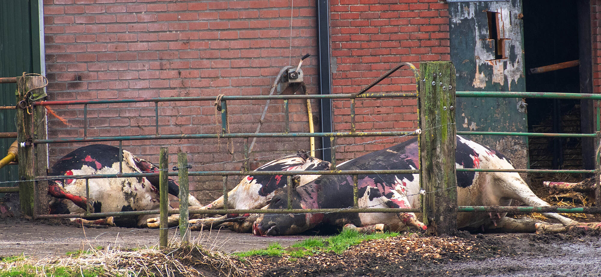 Koeien omgekomen bij stalbrand in Heelweg