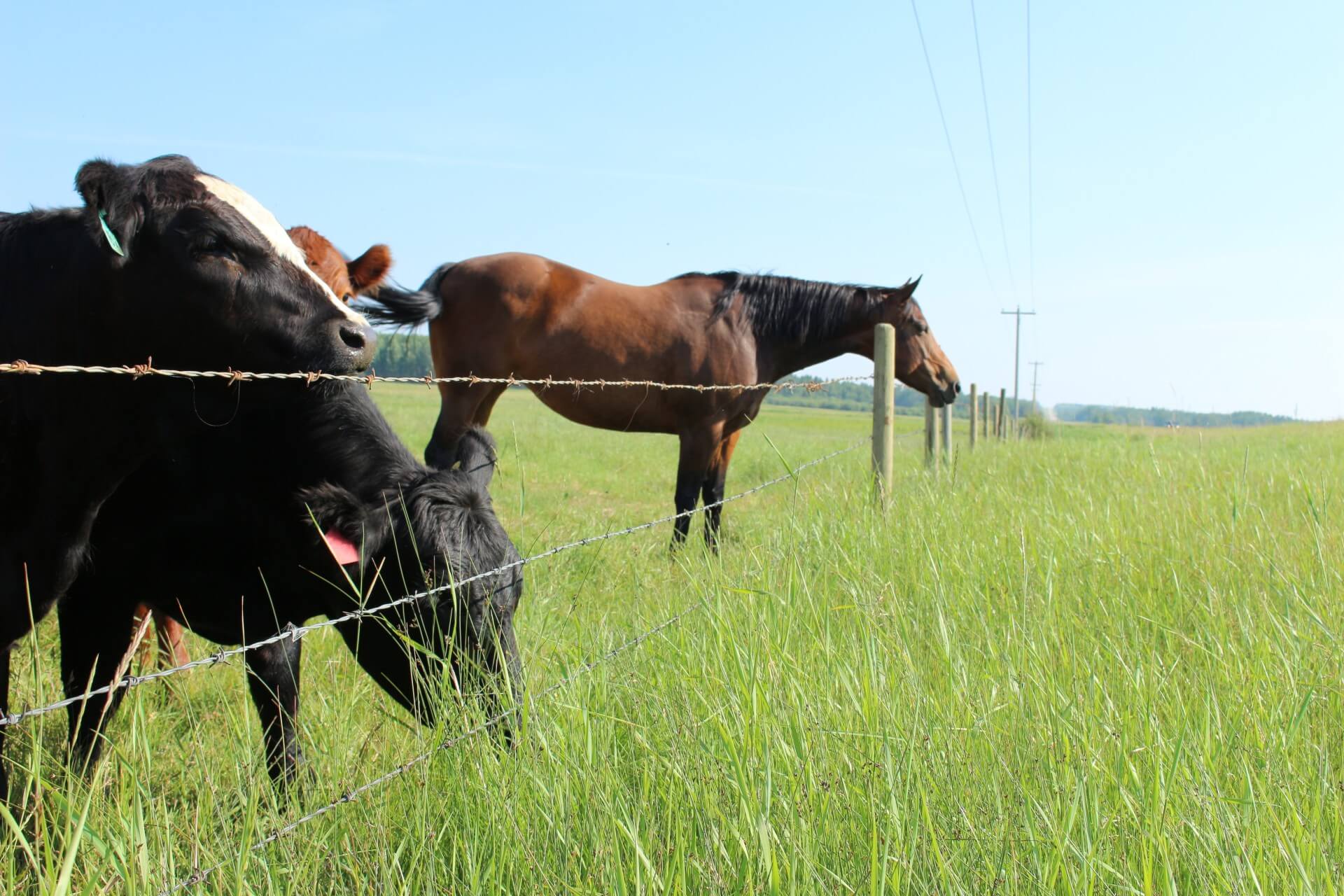 Verbod op paardenvlees in Italië lijkt aanstaande