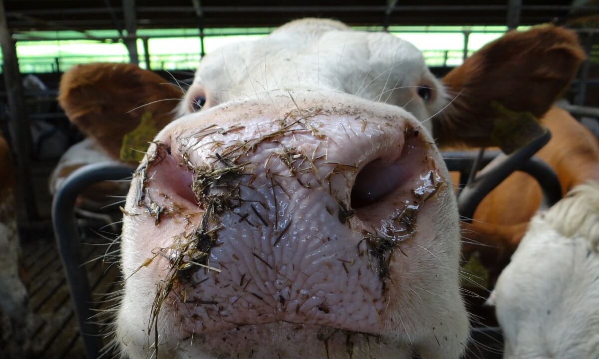 Minder slachterijen is geen reden tot juichen voor dieren