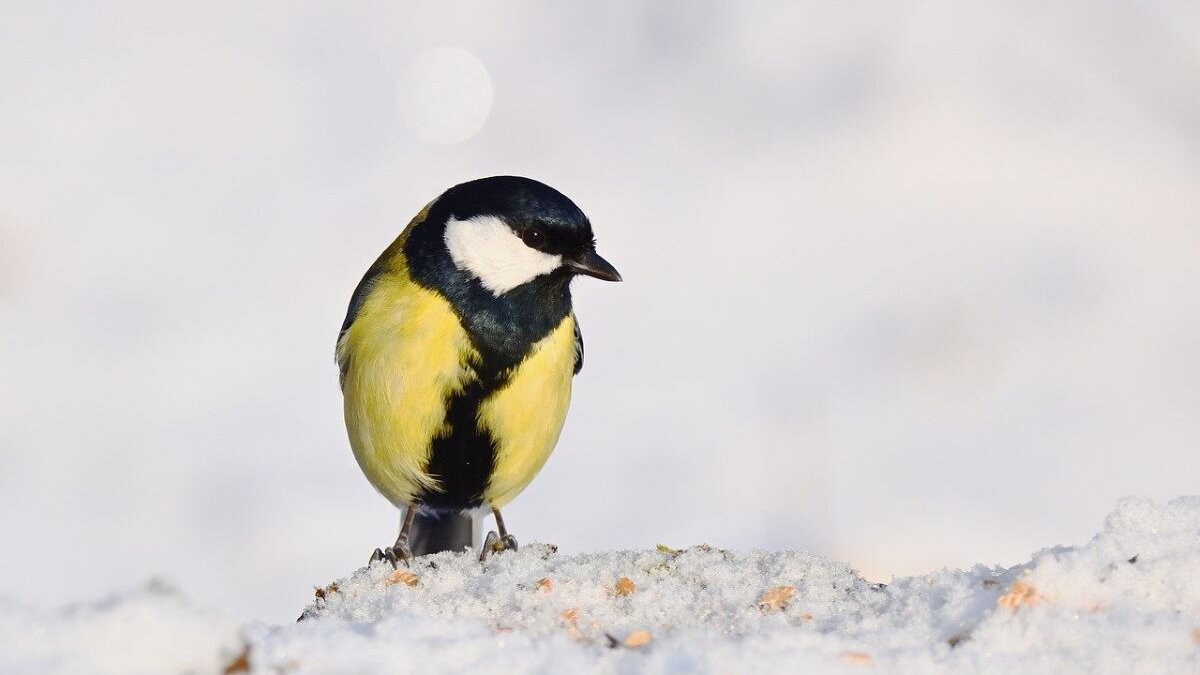 Nationale Tuinvogeltelling 2026: koolmees springt boven huismus
