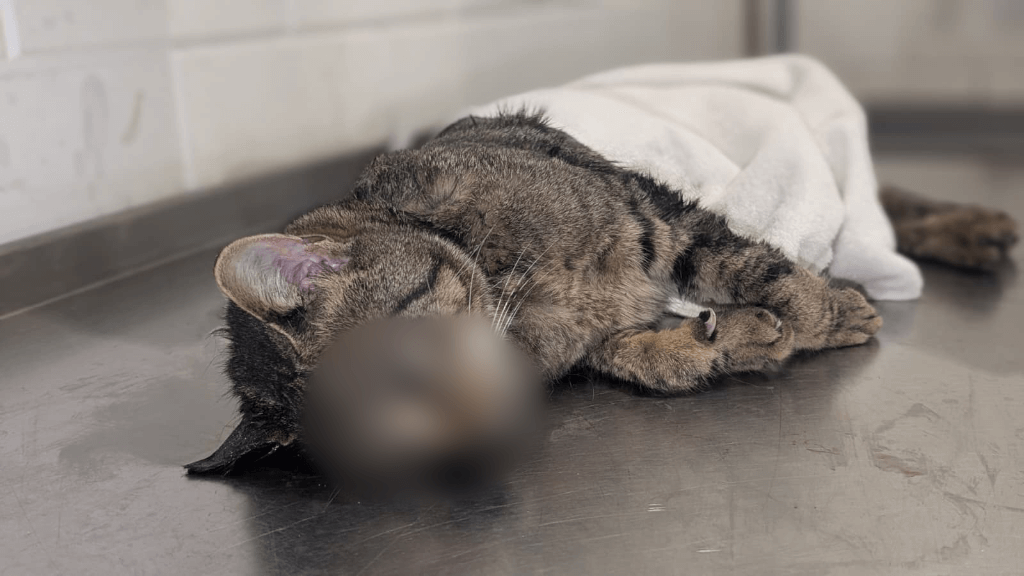 Foto van mishandelde kat | Foto: Politie