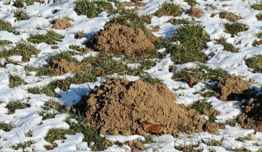 Heel veel molshopen geteld tijdens Mollentelling 2026