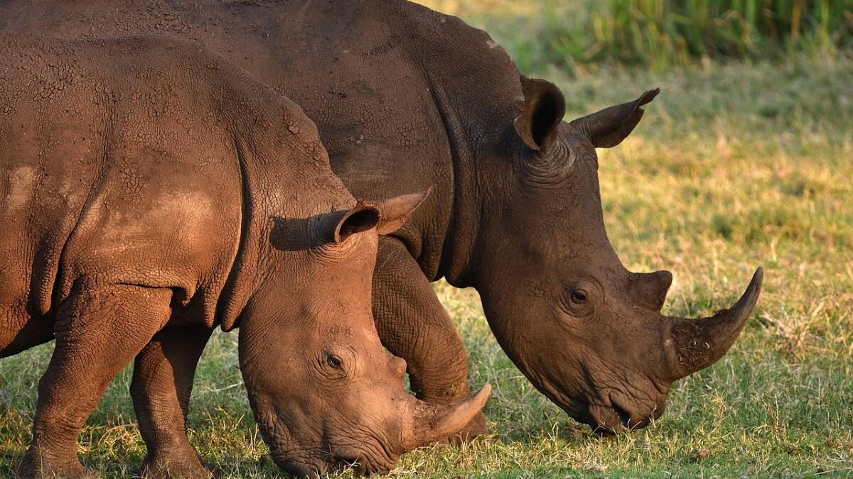 Stroperij neushoorns in Zuid-Afrika daalt verder