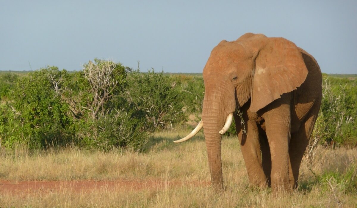 Techniek versus wildlife criminaliteit: wie wint?