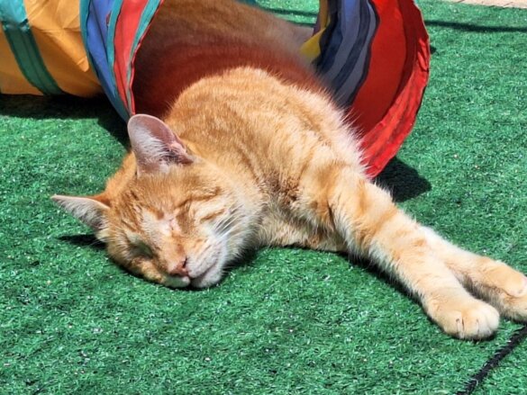 Noodhulp voor door storm verwoeste Griekse opvang op Lefkas